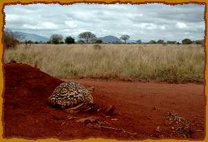 Leopardschildröte, Tsavo Ost