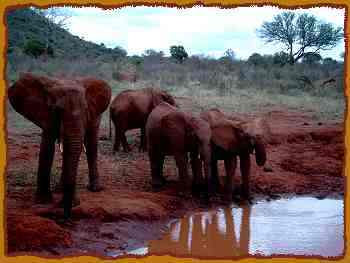 große Elefanten Waisen, Tsavo Ost National Park