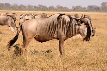 Amboseli National Park