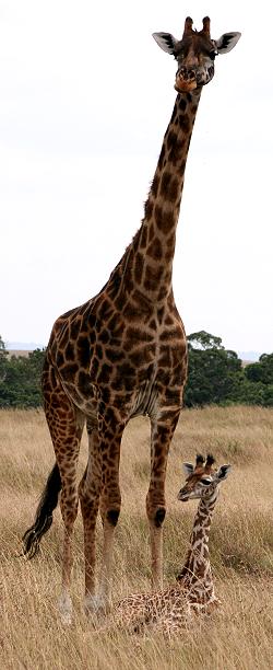 Masai Giraffen, Giraffa camelopardalis, Masai Mara