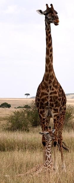 Masai Giraffen, Giraffa camelopardalis, Masai Mara