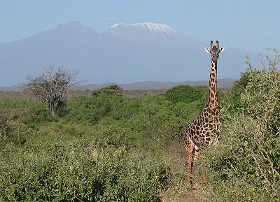 Giraffa camelopardalis, Masai Giraffe vor dem Kiimanjaro im Tsavo West