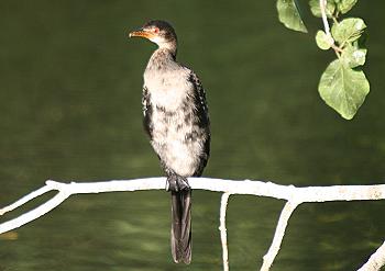 phalacrocorax a. africanus