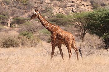 Netzgiraffe im Shaba Reservat