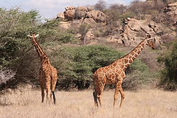 Netzgiraffen im Shaba Reservat