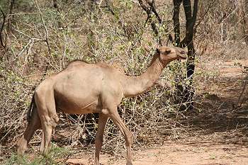 Dromedar, Shaba Sarova Lodge