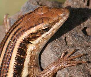 Skink, Shaba Sarova Lodge