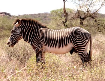 equus grevyi, Grevy Zebra