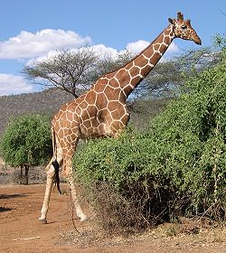 samburu Reservat