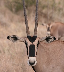 oryx beisa, Beisa Oryx
