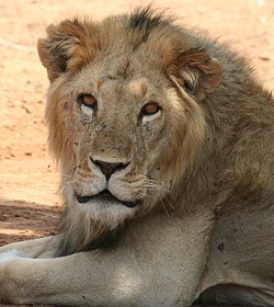 samburu Reservat