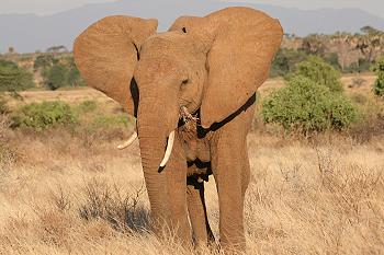 samburu Reservat