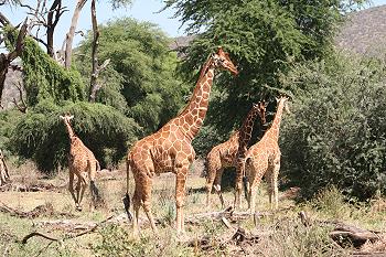 giraffa camelopardis reticulata, Netzgiraffen