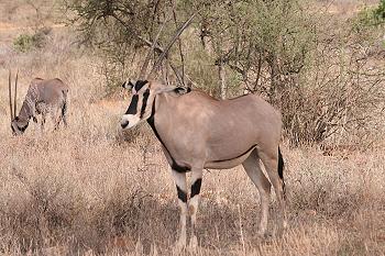 oryx beisa, Beisa Oryx