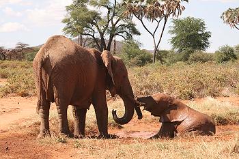 loxodonta africana, Elefanten