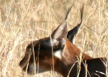 Caracal, (felis caracal)
