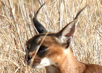 Caracal, (felis caracal)
