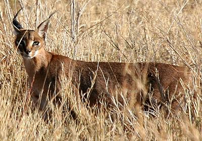 Carcal, (felis caracal)