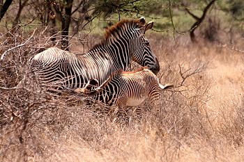 Grevyzebra, Equus grevyi, Grevy Zebra