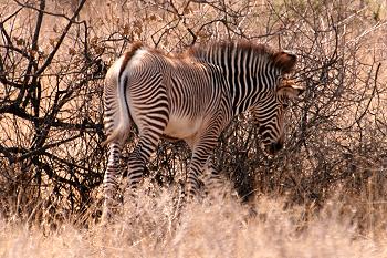 Grevyzebra, Equus grevyi, Grevy Zebra