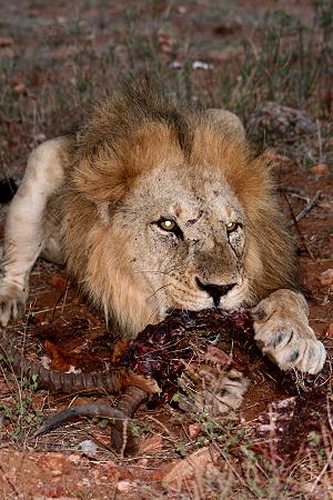 panthera leo, Löwe