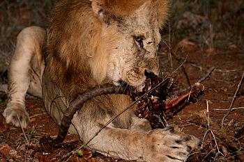 panthera leo, Löwe