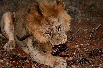 panthera leo, Löwe