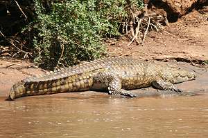 crocodylus niloticus, Nilkrodil