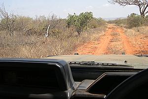 Fahrt zum Observation Hill, Tsavo Ost