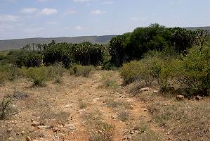 Fahrt zum Observation Hill, Tsavo Ost