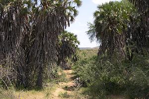 Fahrt zum Observation Hill, Tsavo Ost