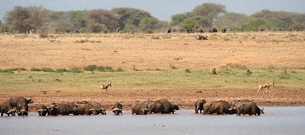 Aruba Damm - Tsavo Ost