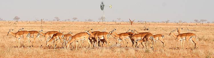 Aruba Damm - Tsavo Ost