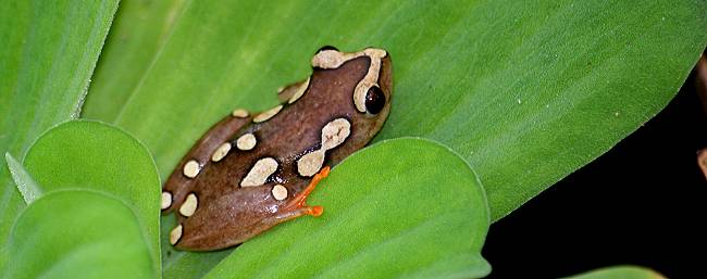 Argus Riedfrosch, Hyperolius argus