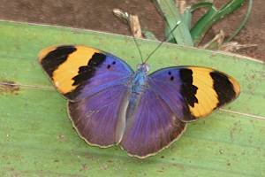 Schmetterling im Boko Boko