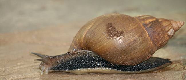 Boko Boko Garten, Riesenschnecke - Achatschnecke