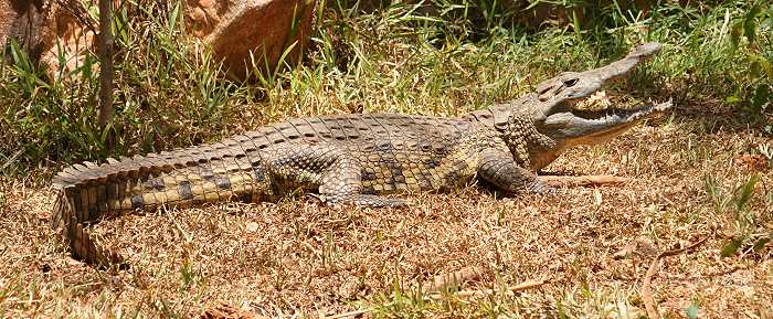 Nilkrokodil im Boko Boko