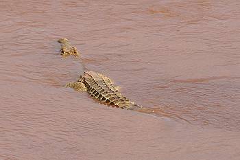 Crocodil Point - Tsavo Ost National Park