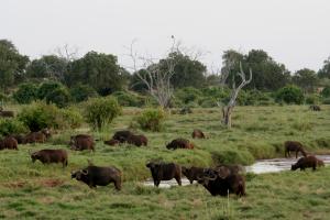 Kanderi Sumpf - Tsavo Ost National Park