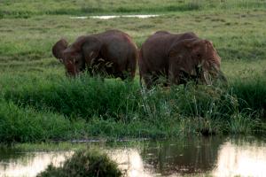 Kanderi Sumpf - Tsavo Ost National Park