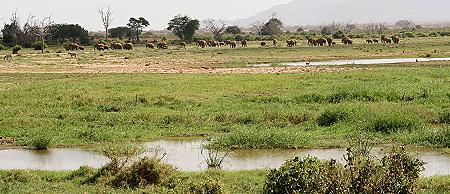 Kanderi Sumpf - Tsavo Ost National Park