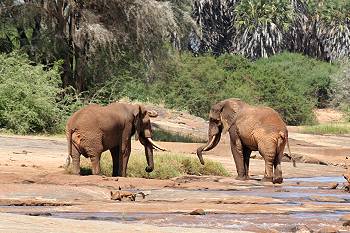 Lugard Falls - Tsavo Ost National Park