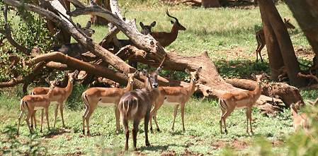 Tarhi Eco Camp, Tsavo Ost