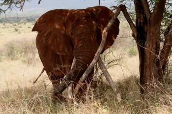 Elefantenbulle, Tsavo Ost