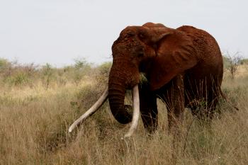Elefantenbulle, Tsavo Ost