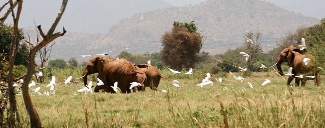 Kanderi Sumpf - Tsavo Ost National Park