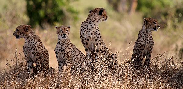 Gepardenfamilie, Tsavo Ost
