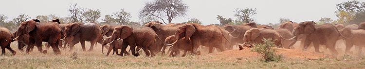 Afrikanischer Elefant (Loxodonta africana)