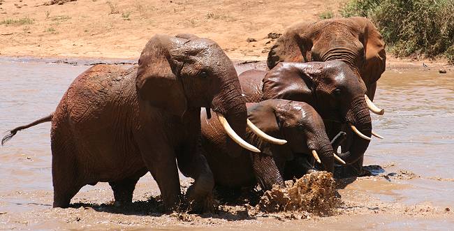 Afrikanischer Elefant (Loxodonta africana)