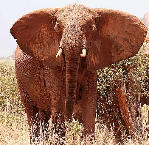 Afrikanischer Elefant (Loxodonta africana)